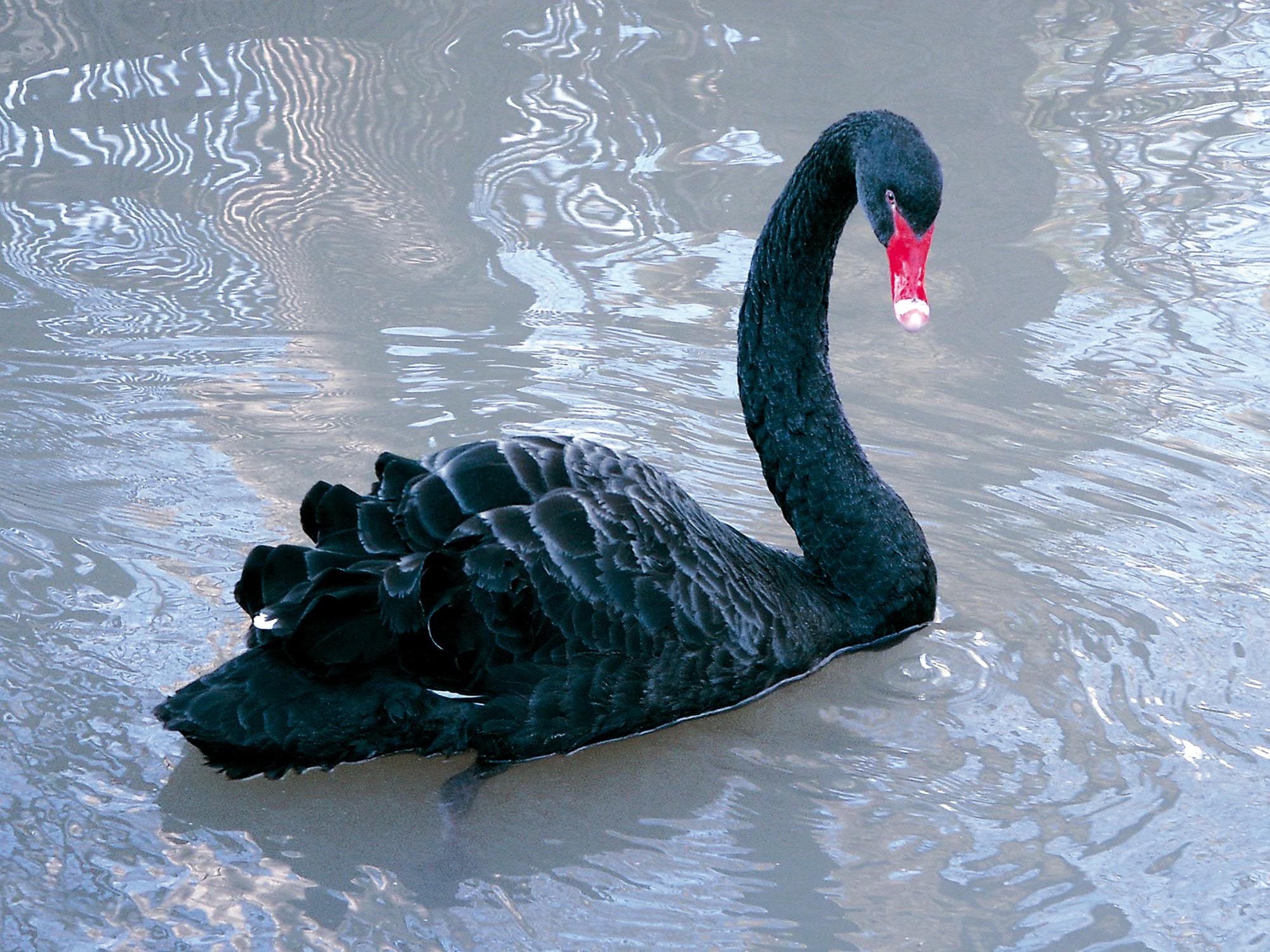The “Black Swan” author Nassim Taleb says Bitcoin’s “expected value is no higher than 0”